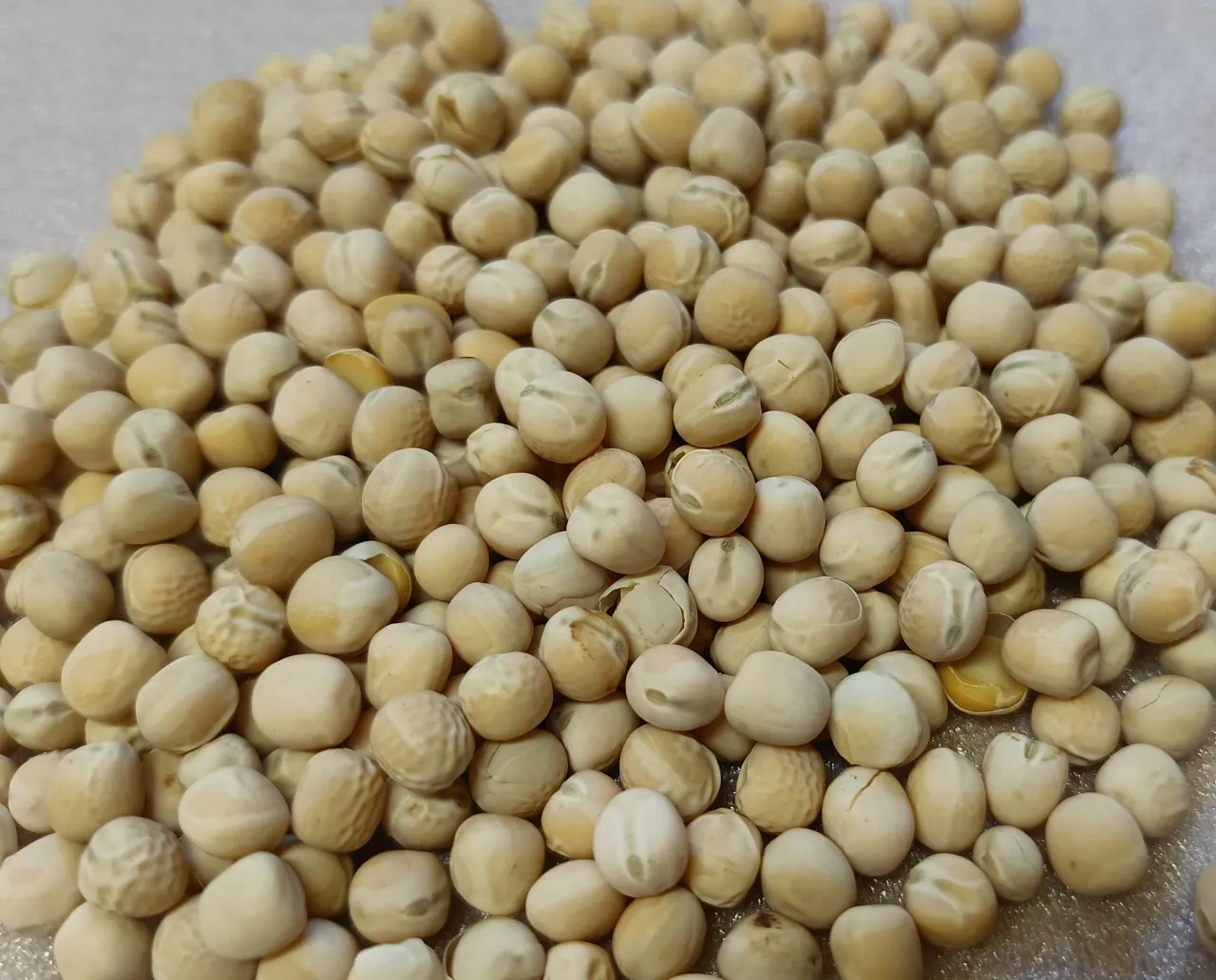 rodzaje grochu na ryby