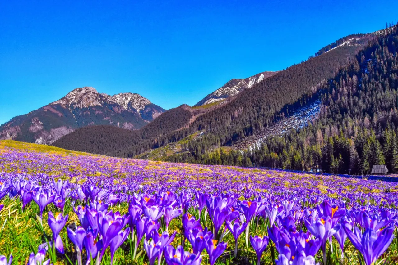 Dolina Chochołowska wiosną krokusy