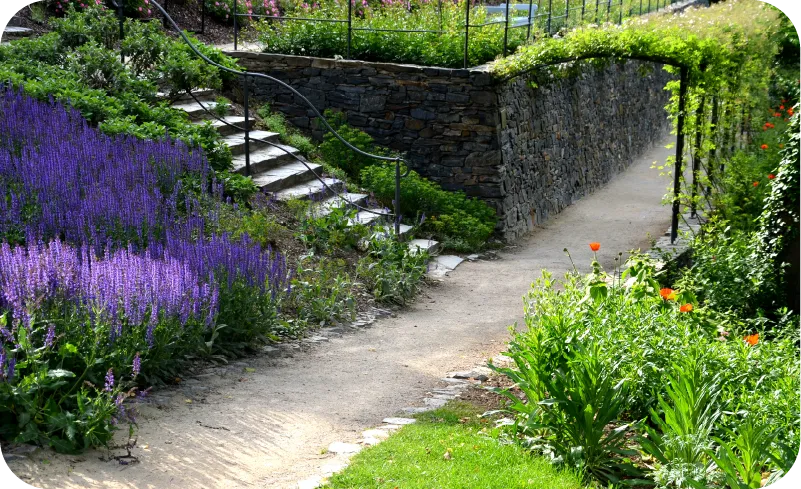 Rośliny na skarpę słoneczną cienistą płożące iglaki byliny