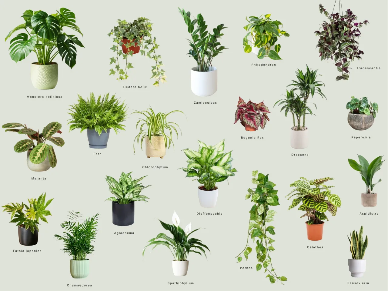 Rośliny doniczkowe do cienia zestawienie