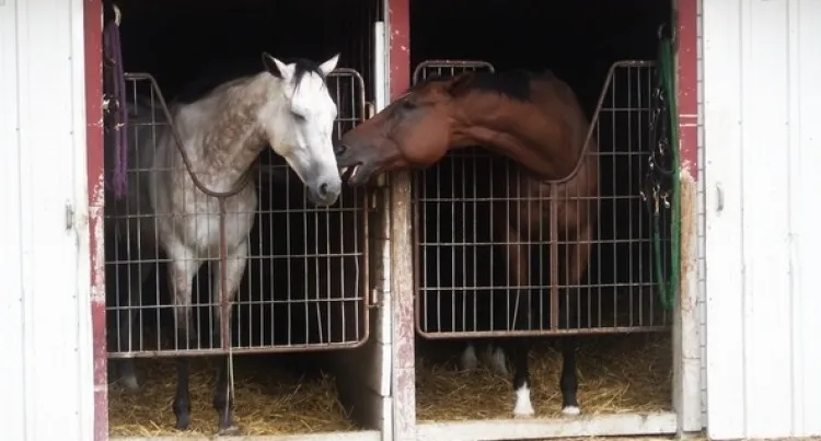 koń wyglądający na zestresowanego w boksie