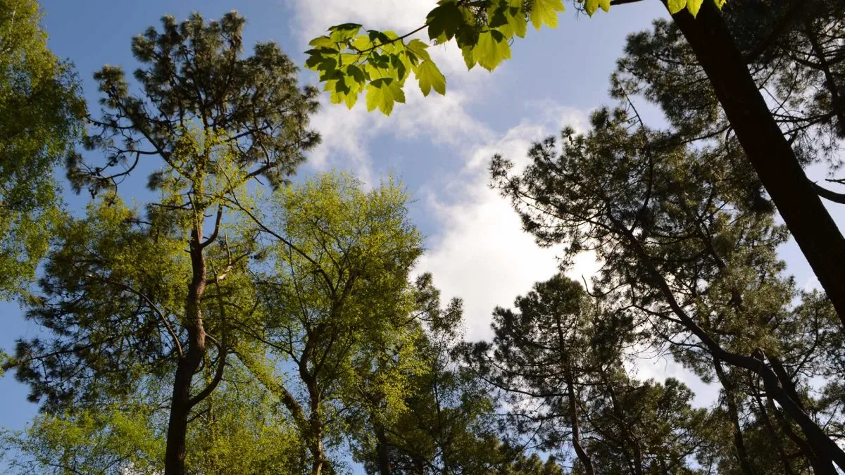 For&ecirc;t du Touquet randonn&eacute;e