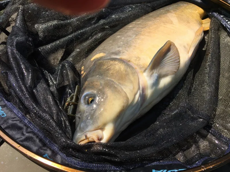 Gatunki ryb Wielkopolska