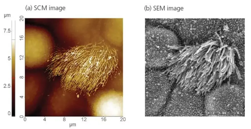Obraz atomów mikroskop STM AFM