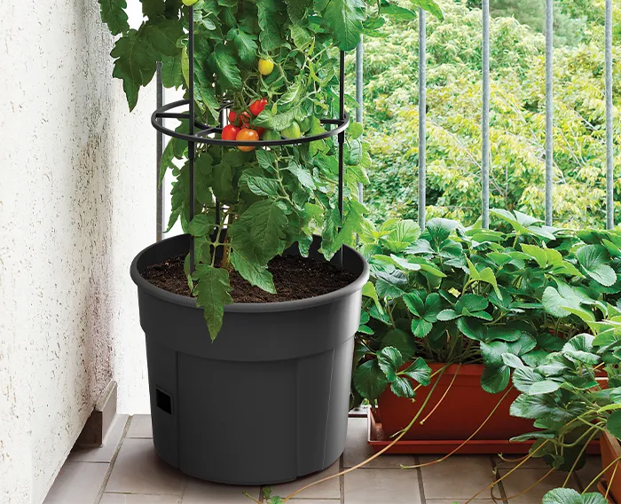 rozsada pomidor&oacute;w w doniczkach