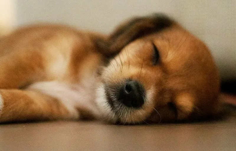 szczeniak śpi w nowym domu