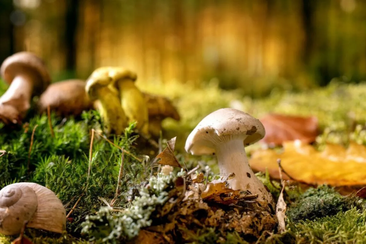 Gdzie rosną grzyby las iglasty liściasty mech