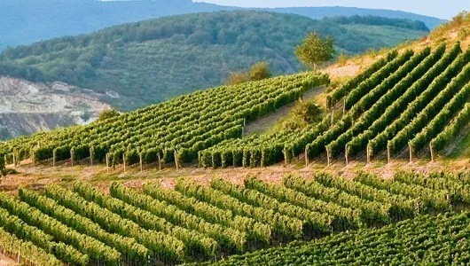 Węgierskie winnice Tokaj Eger