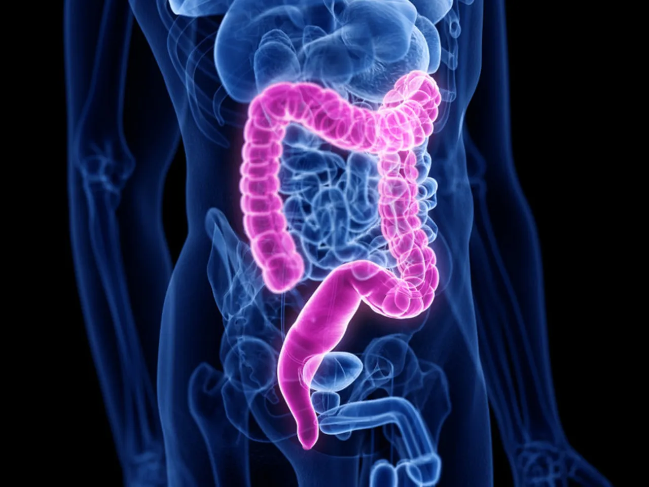 Długość jelit człowieka infografika