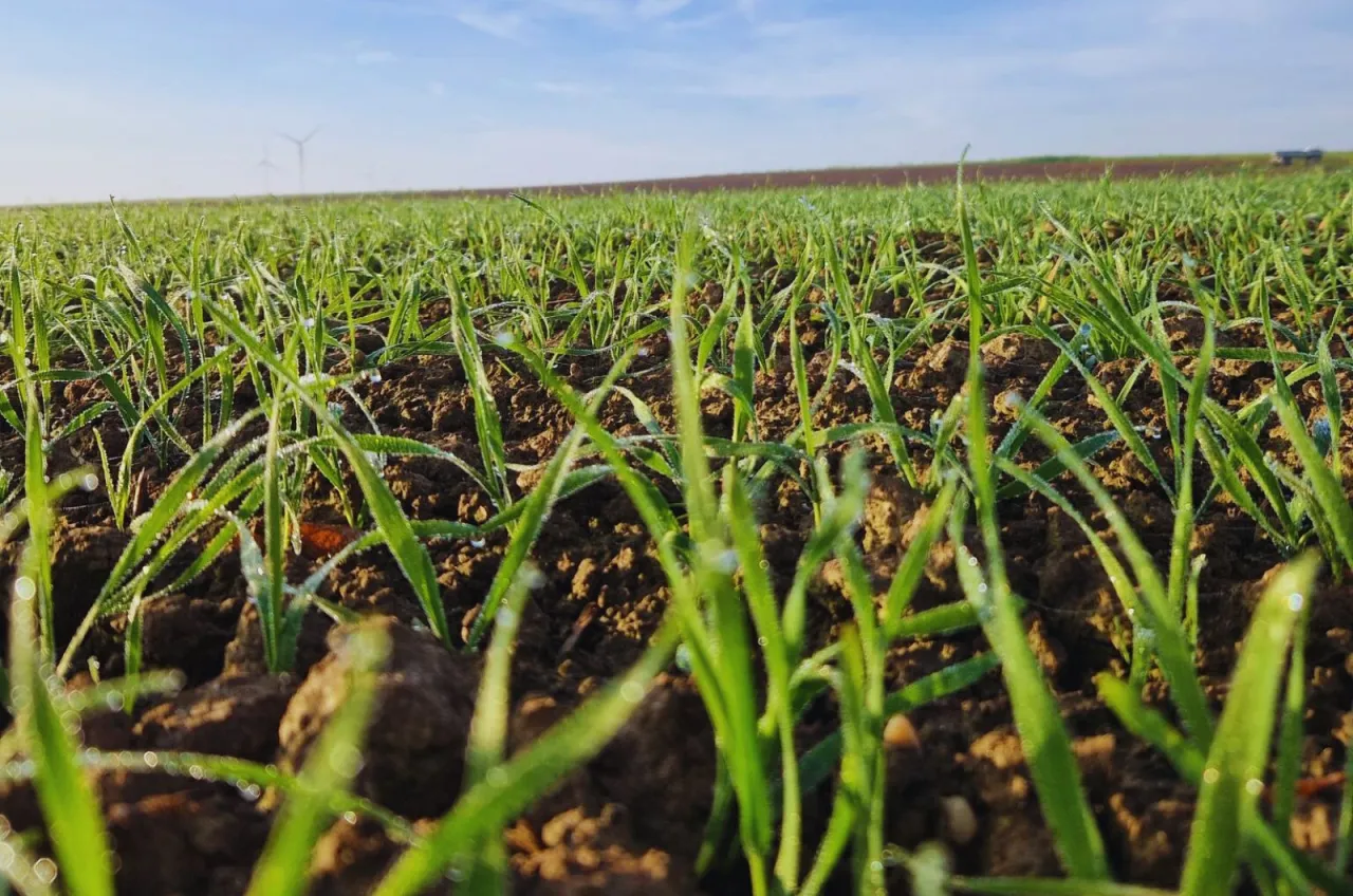 Fazy rozwojowe owsa BBCH