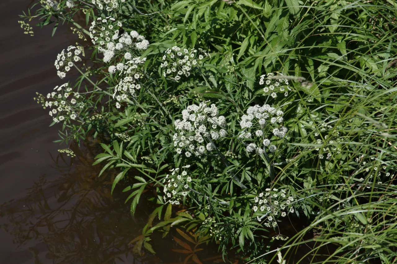 blekot pospolity szczw&oacute;ł plamisty szalej jadowity