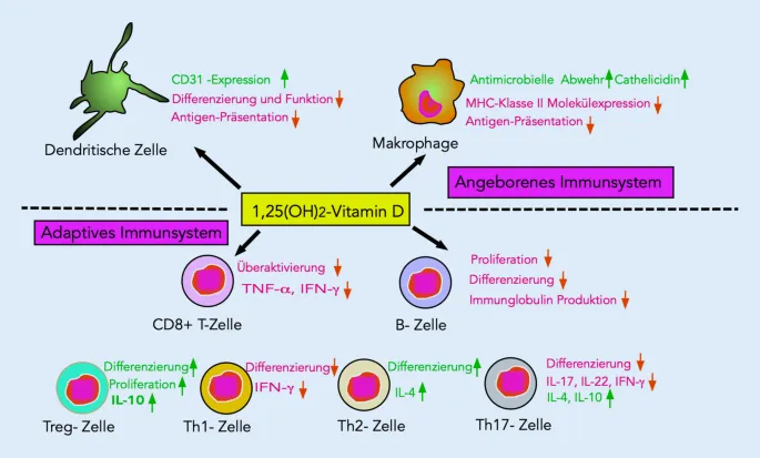 Immunsystem Vitamine D C Zusammenspiel