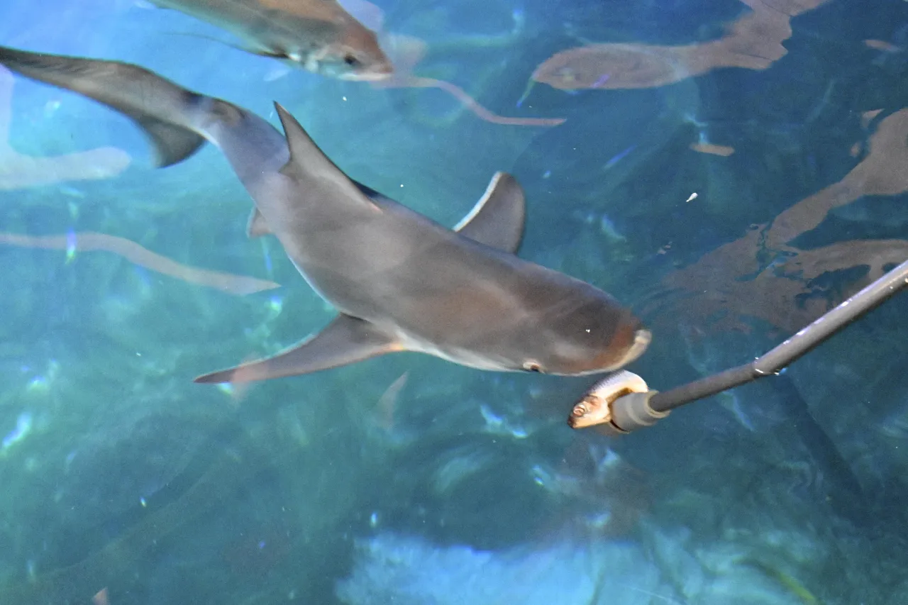 Afrykarium Wrocław karmienie rekinów