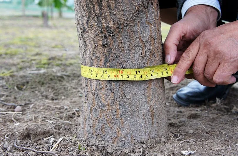 Wycinka drzewa pozwolenie obwód pnia