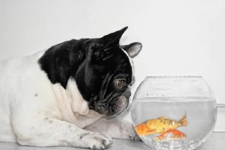 ryby zakazane dla psa
