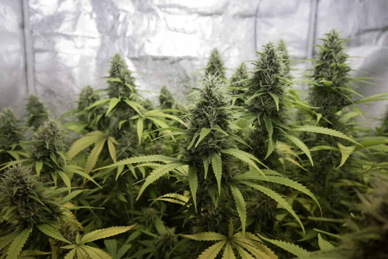 Osoba zastanawiająca się nad uzależnieniem, zamyślona