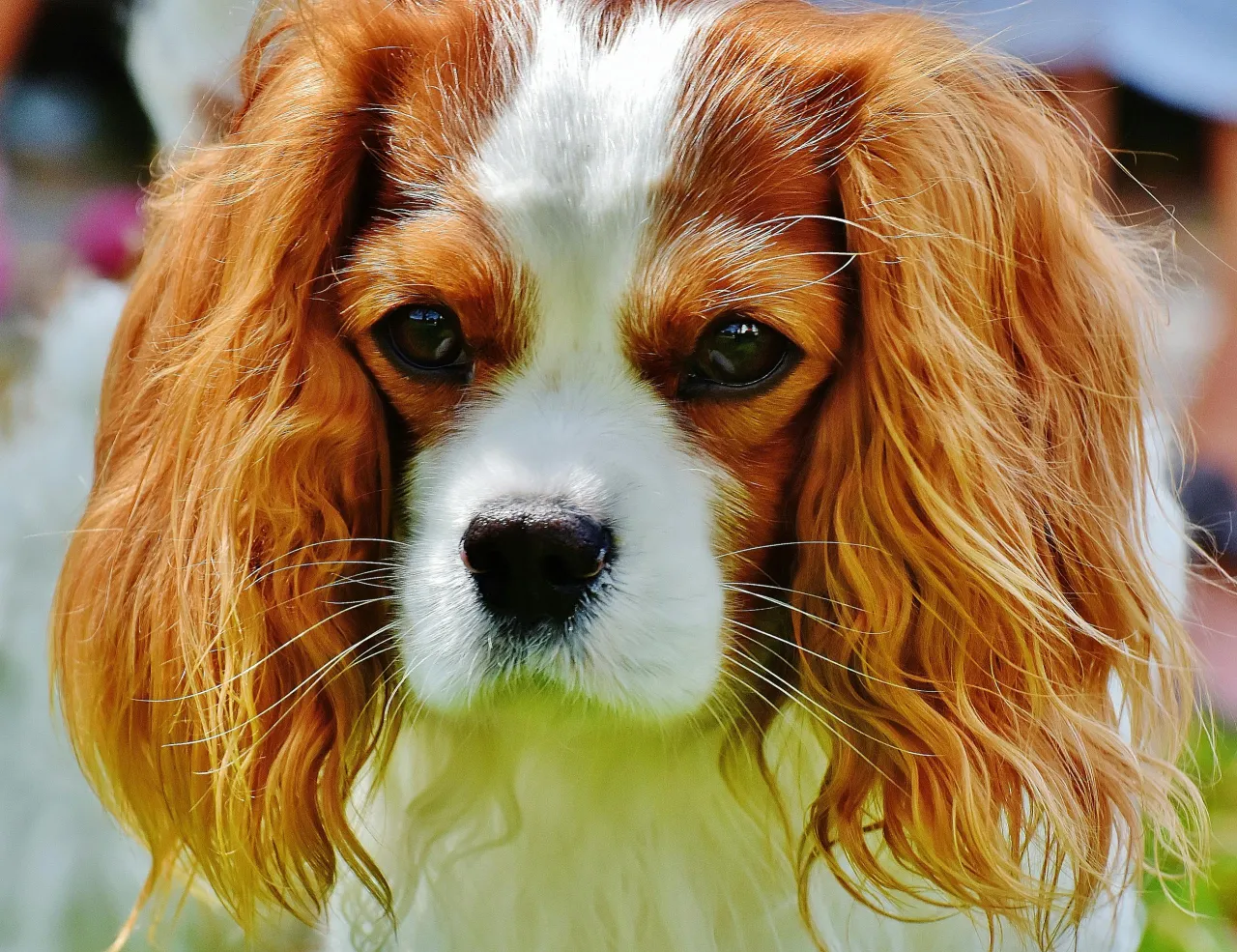 Cavalier King Charles Spaniel pielęgnacja sierści