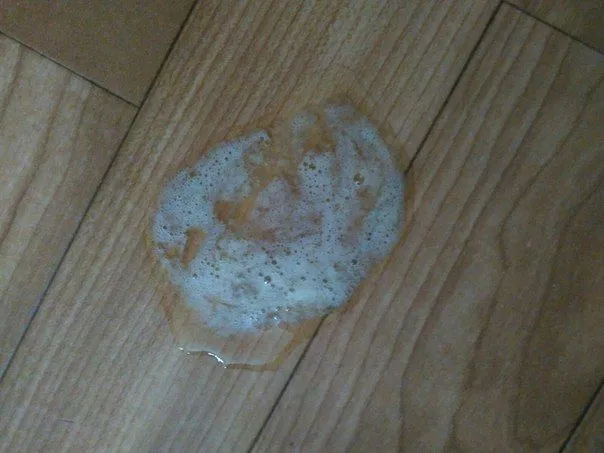 rodzaje wymiocin u psa kolory