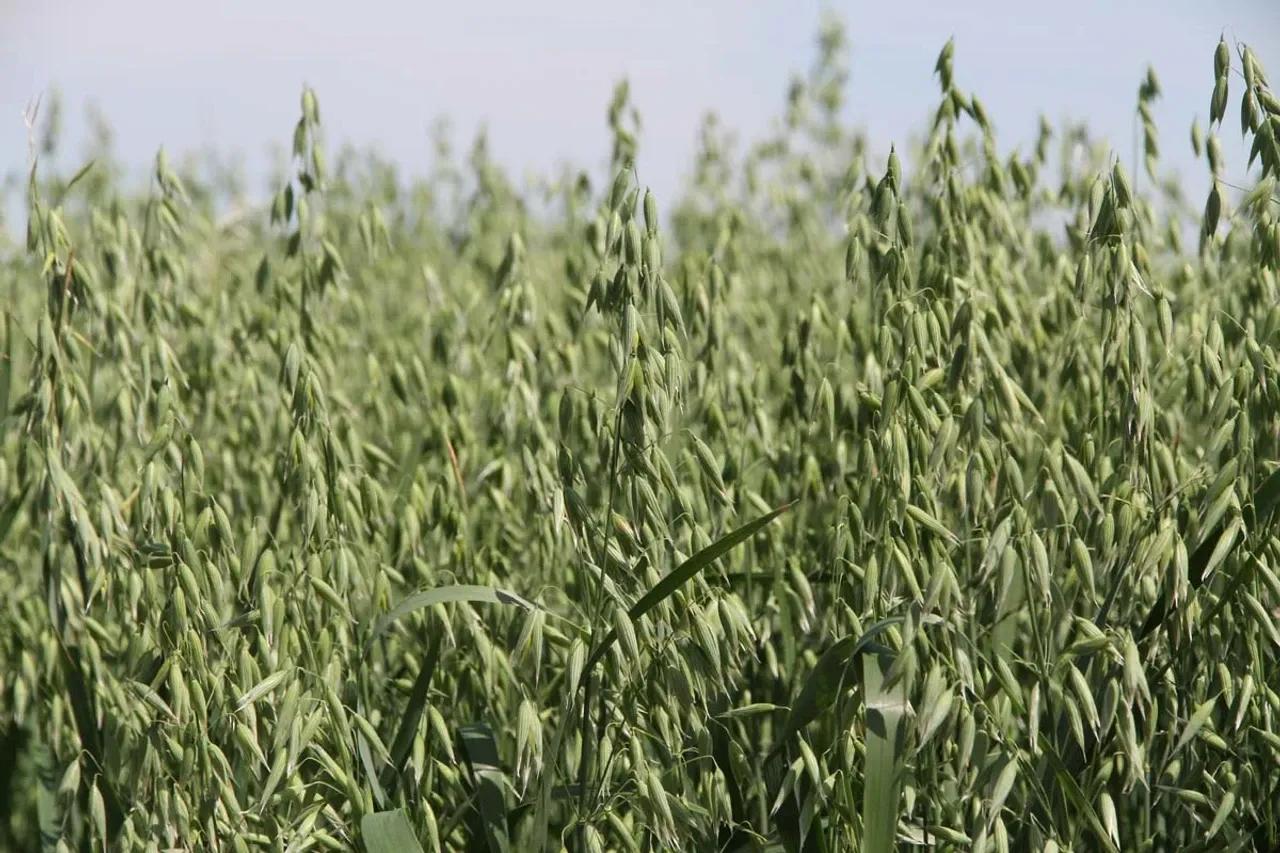 owies na polu, nawożenie azotem, rozsiewacz nawozów