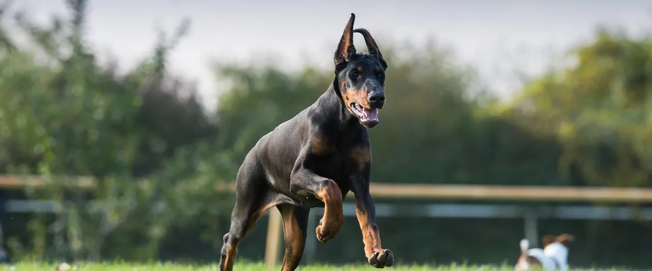 Czarny doberman pędzi przez trawę, pokazując, jak szybko biega pies. Jego uszy sterczą, a pysk jest otwarty w radosnym biegu.