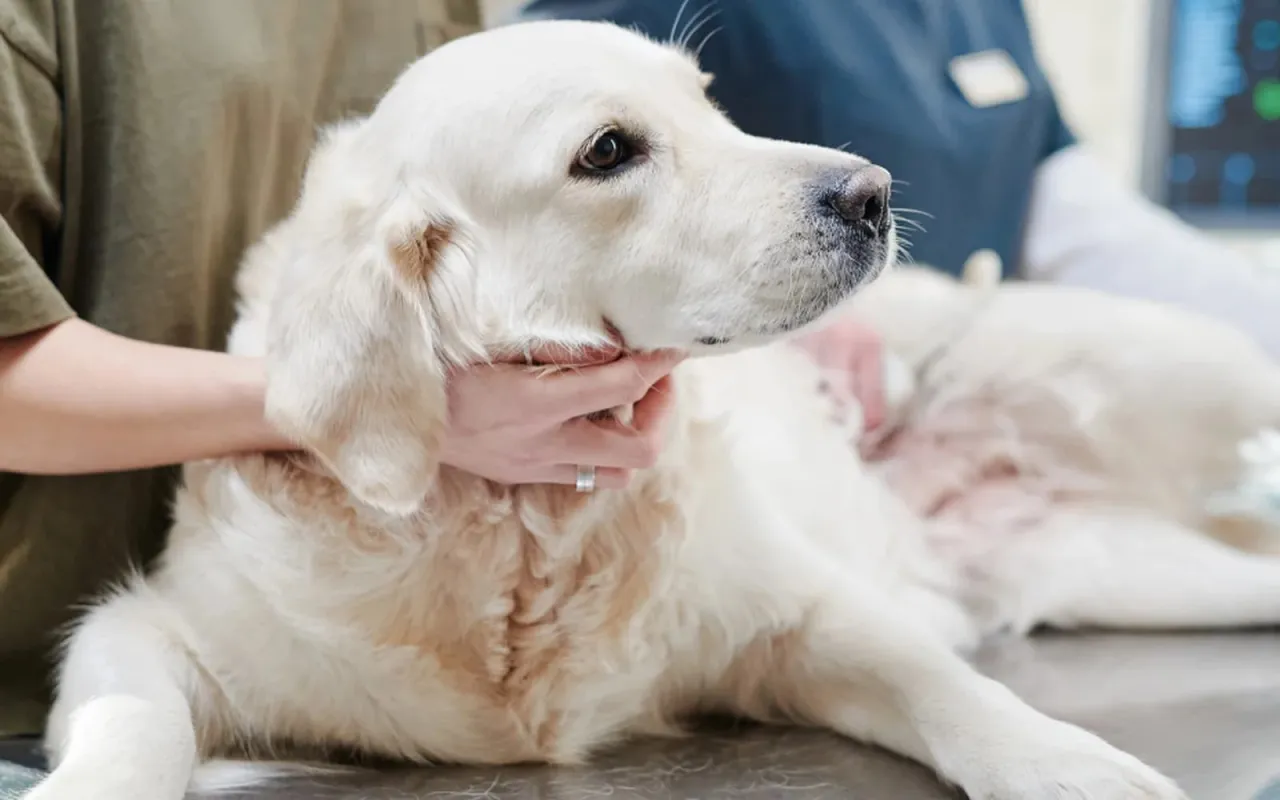 Rasy psów podatne na skręt żołądka