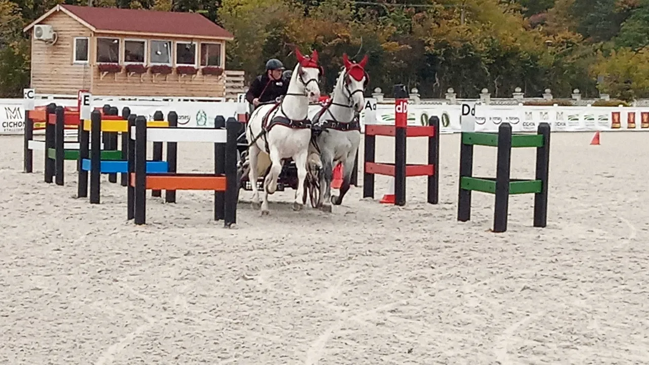 Przeszkody dla koni kolory niebieski ż&oacute;łty