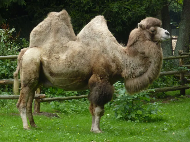 Nowy Tomyśl ZOO zwierzęta
