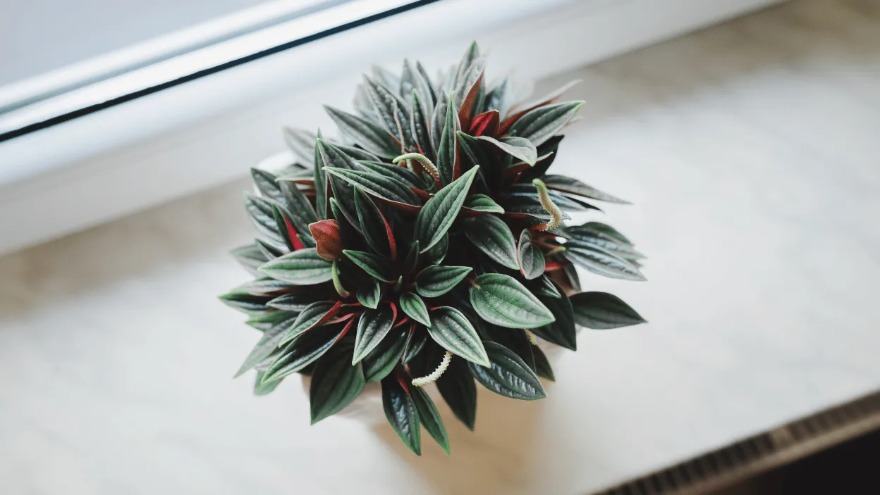 różne odmiany peperomii