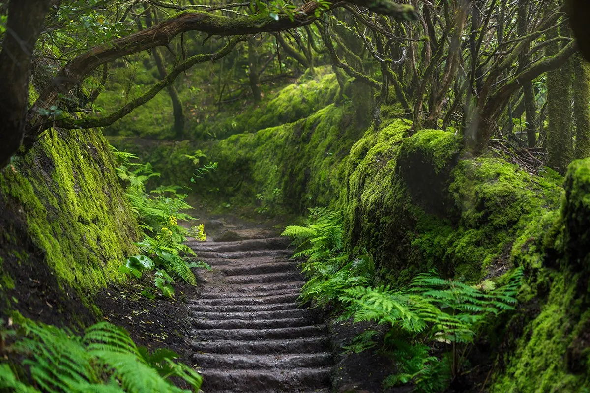 Park Anaga las wawrzynowy