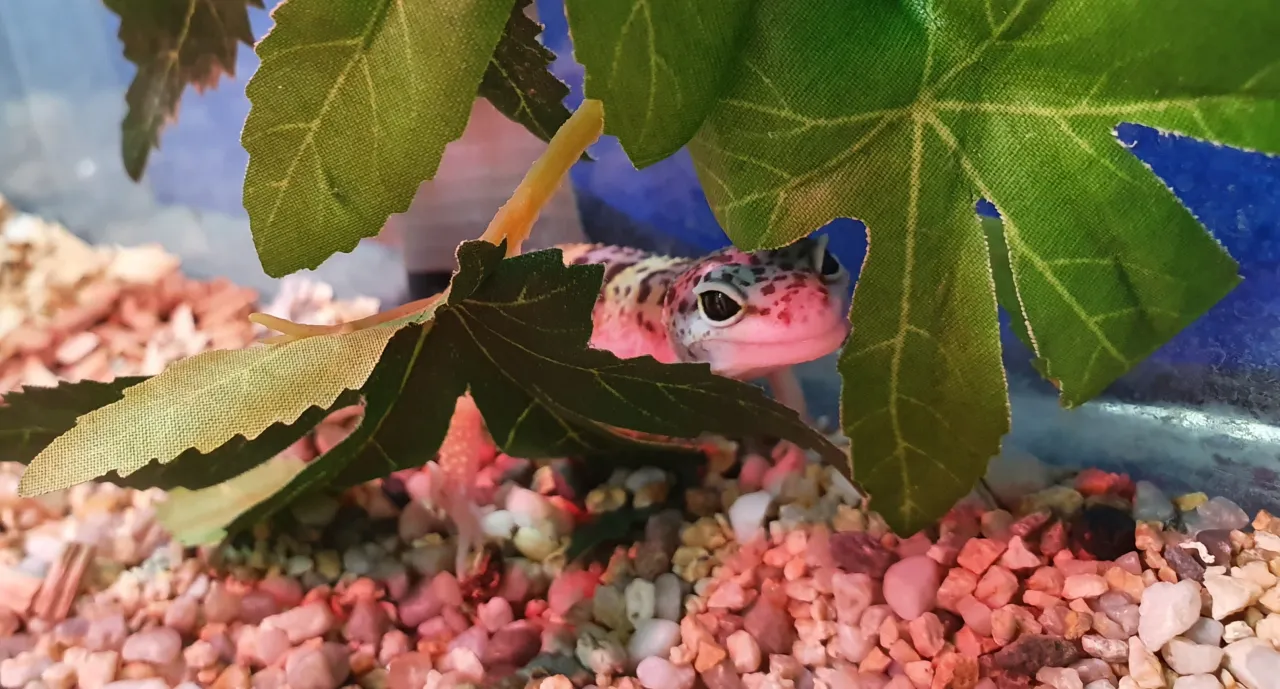 gekon płaczący w terrarium