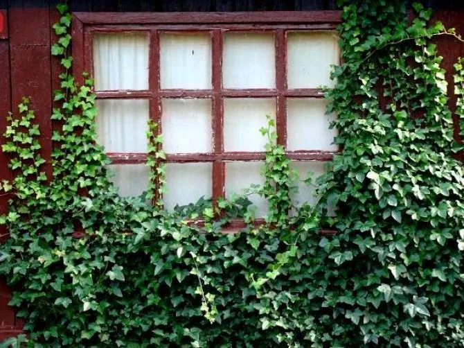 zimozielone rośliny na taras, szybko rosnące pnącza