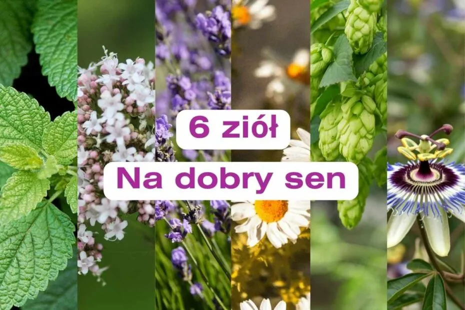 zioła uspokajające waleriana melisa chmiel passiflora