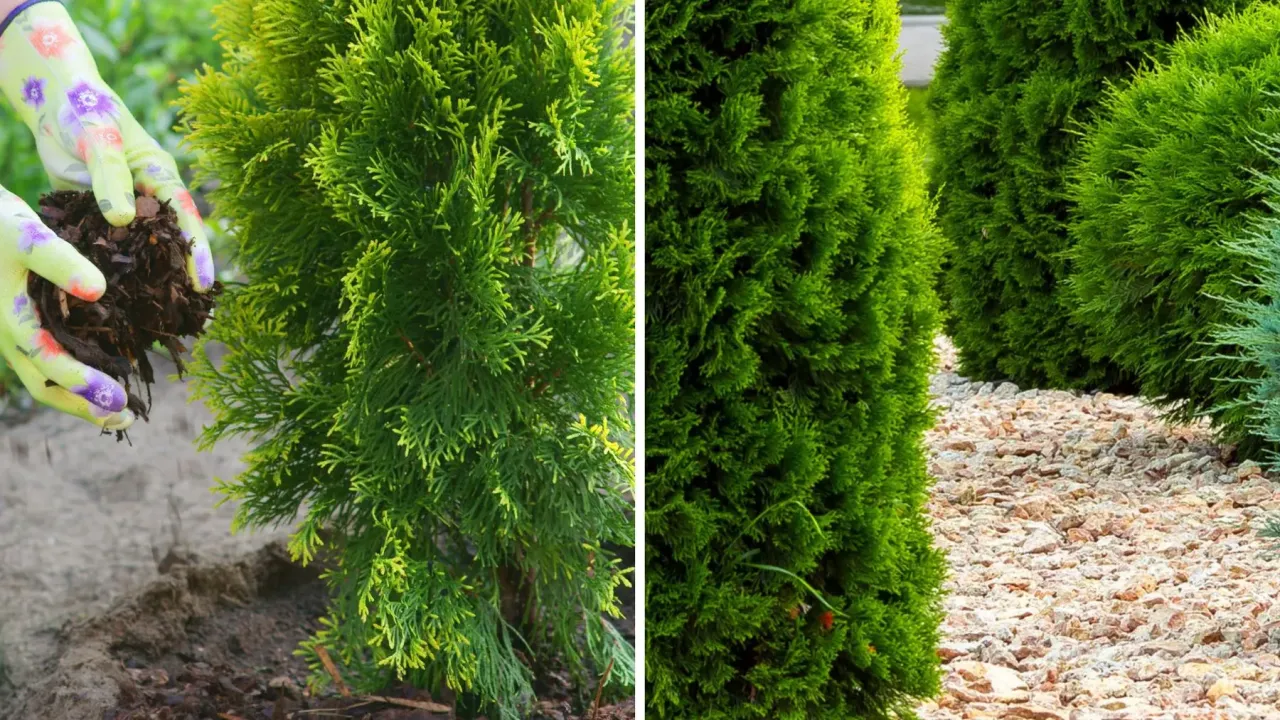 Ręce w rękawiczkach dodają korę pod tuje, tworząc estetyczną ścieżkę.