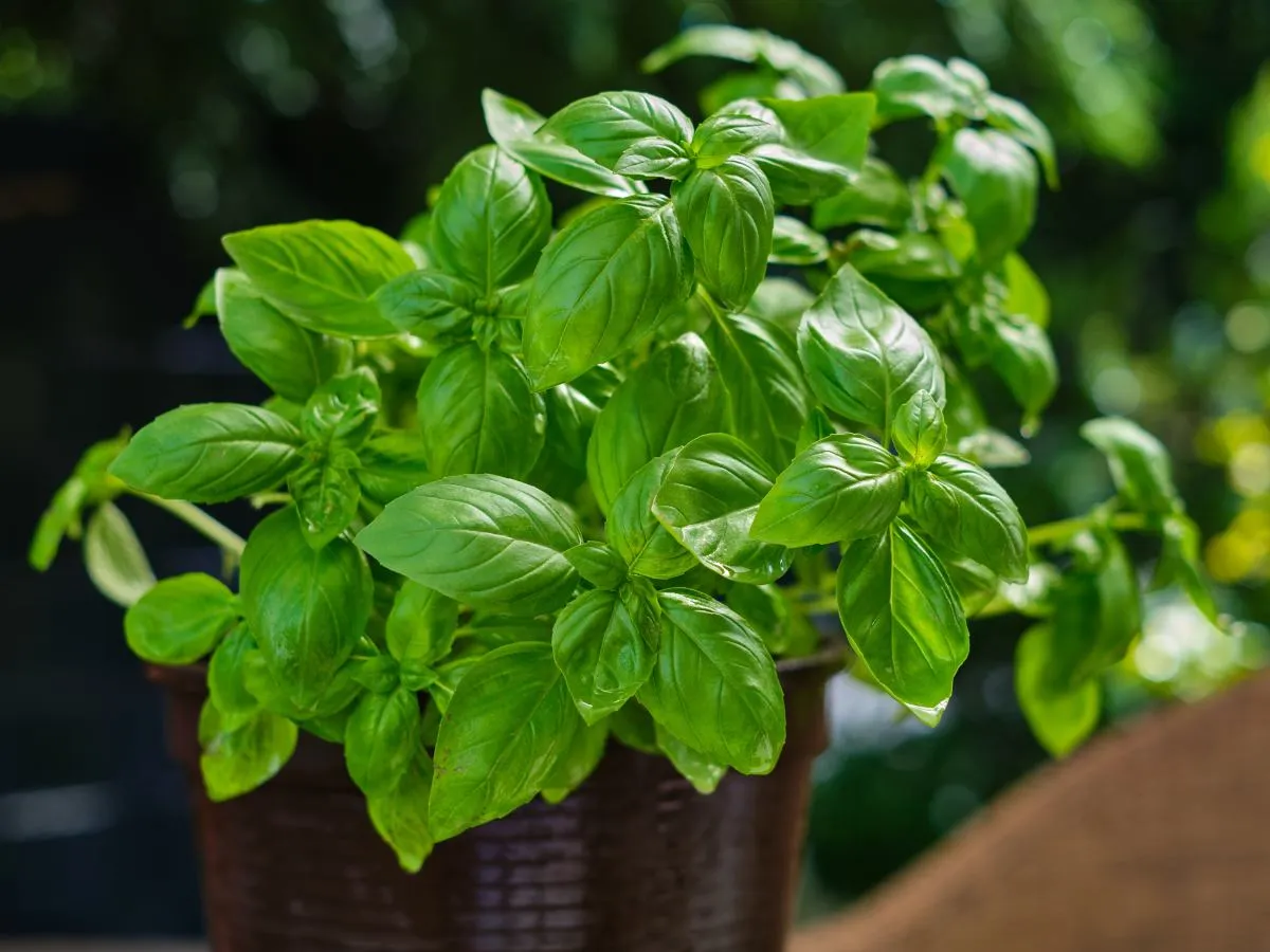 Bujna bazylia w doniczce, która pokazuje, ile rośnie bazylia w doniczce. Zielone liście błyszczą od kropel wody.