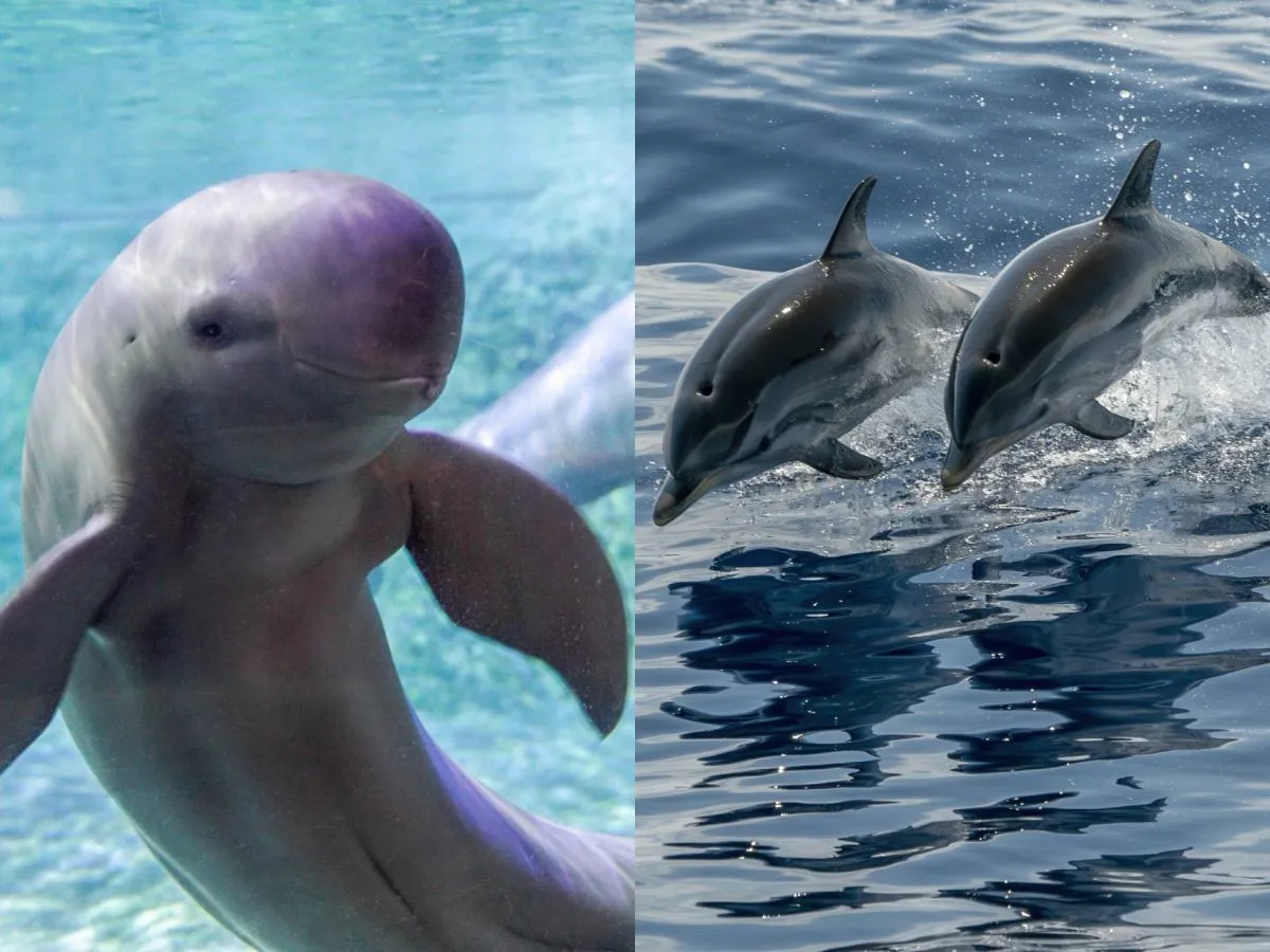 morświn bałtycki vs delfin zwyczajny por&oacute;wnanie