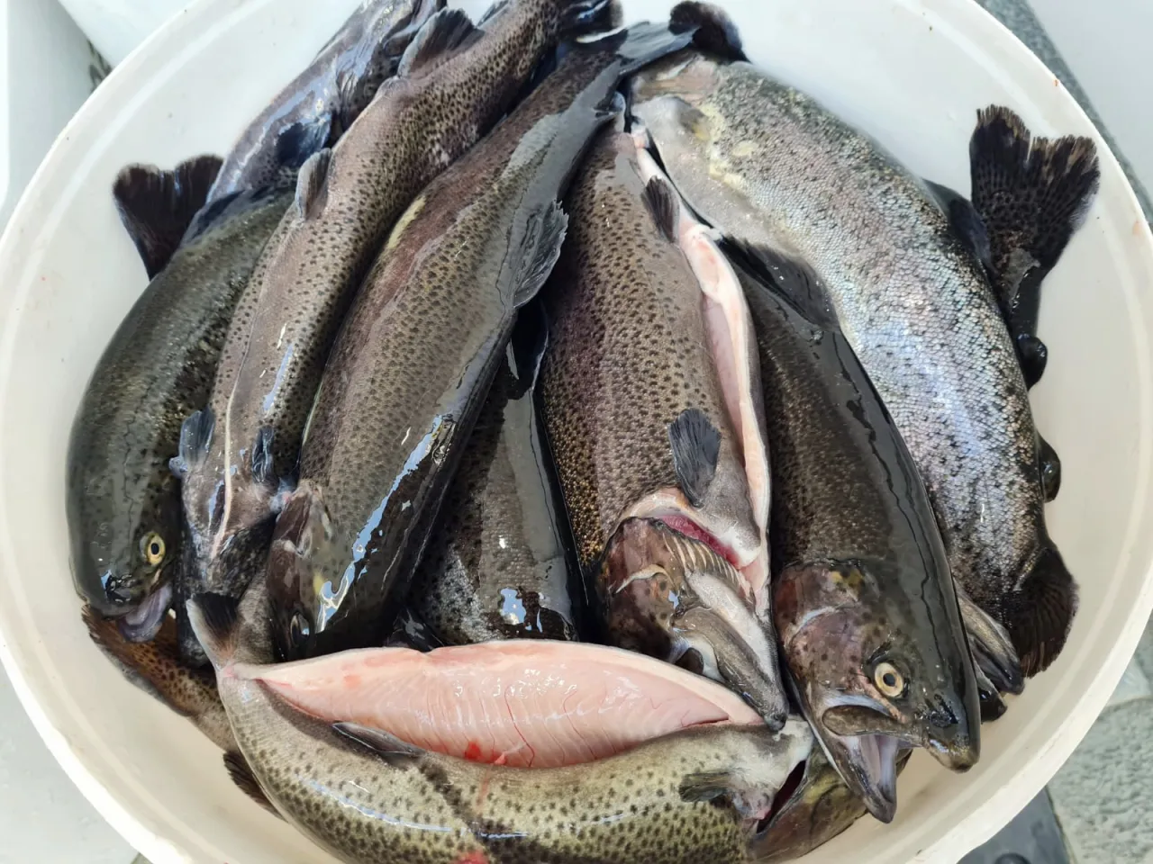 Duży zbiór świeżych pstrągów w białej misce. Ryby są gotowe do przygotowania, a ich pstrąg wartości odżywcze są bogate w białko i kwasy omega-3.