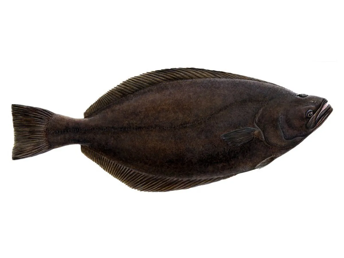 halibut niebieski vs biały por&oacute;wnanie wyglądu surowego i po obr&oacute;bce