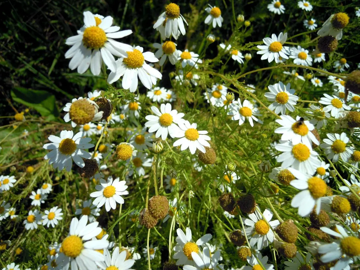 maruna bezwonna rumian polny rumian psi zdjęcia