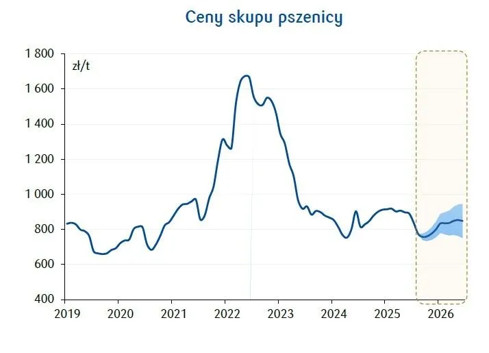 wykres cen pszenicy w skupach Polska 2026