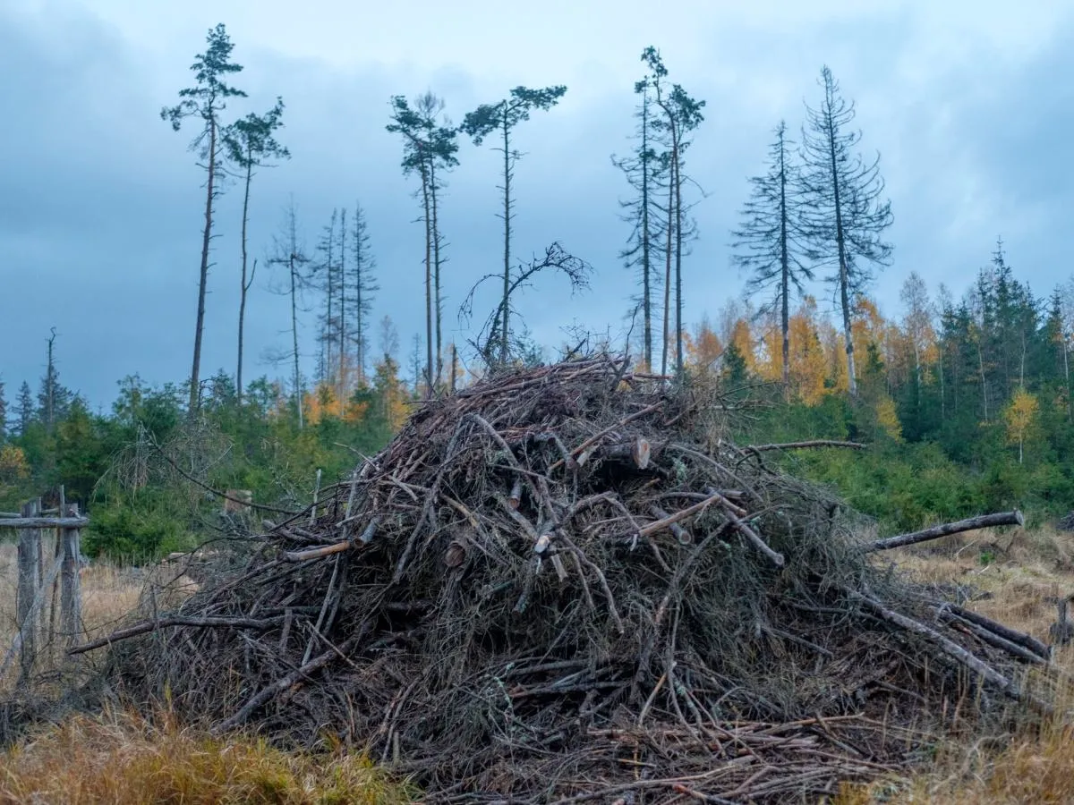 Policjant w lesie kontroluje dokumenty