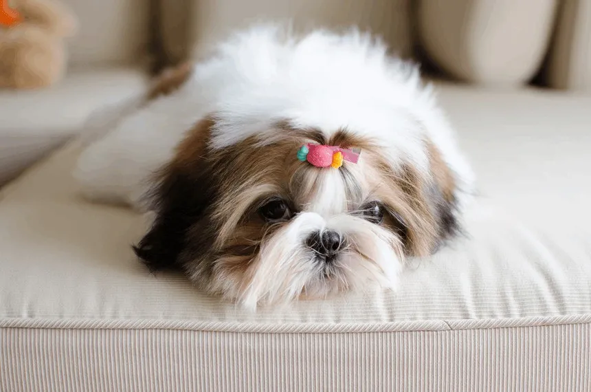 Szczeniak Shih Tzu jedzący z miski