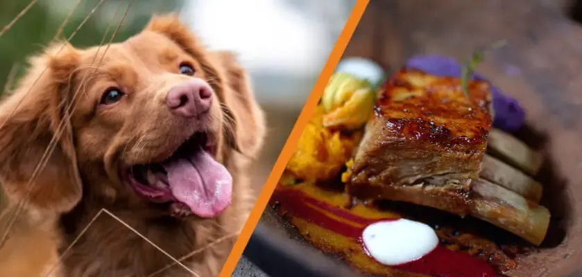 pies patrzący na żeberka na talerzu