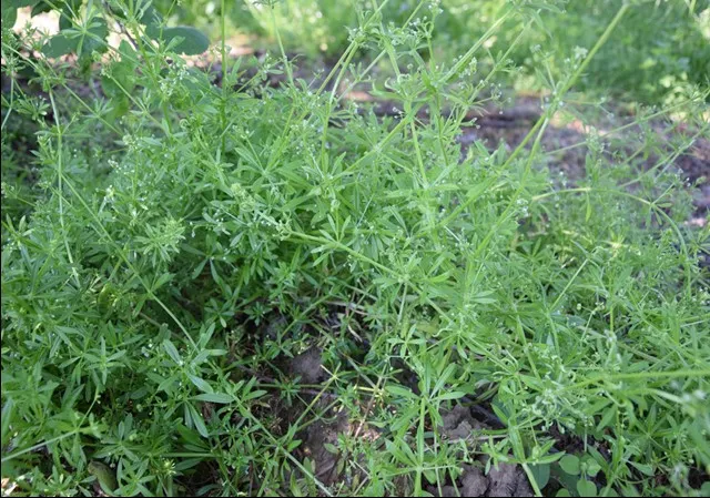 najczęściej występujące chwasty polne w Polsce