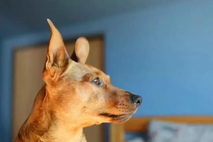 pies patrzy na śmietanę