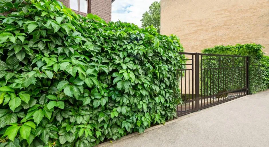 zielony płot betonowy pnącza