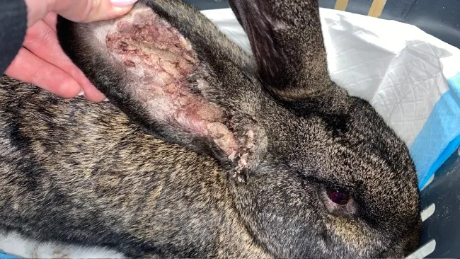 kr&oacute;lik ze zmianami sk&oacute;rnymi świerzb drążący