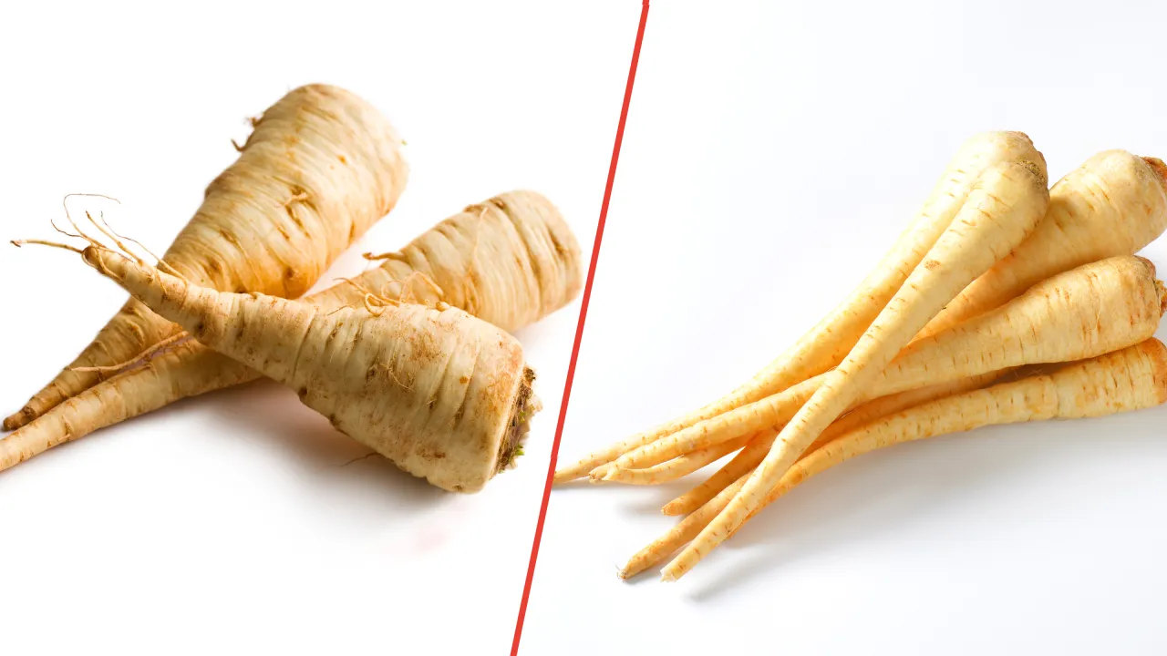 Kilka świeżych korzeni pietruszki ułożonych na białym tle.