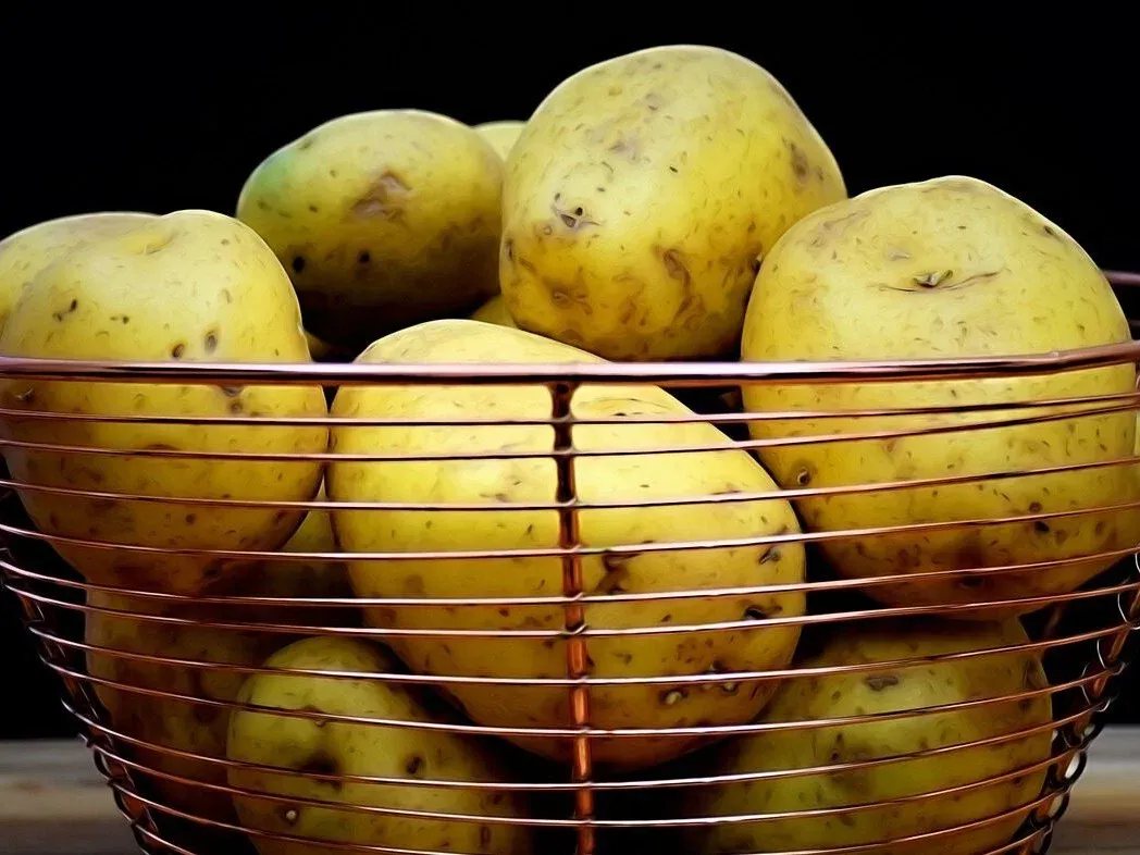 zielony ziemniak solanina