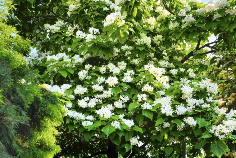 kwitnąca katalpa drzewo