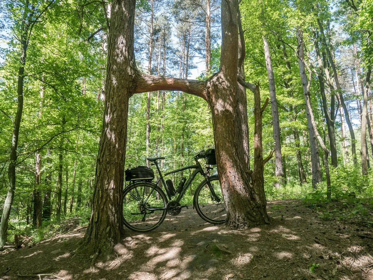 Leśna ścieżka rowerowa w Lasach Murckowskich